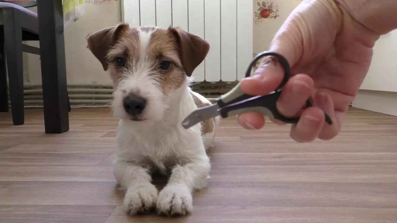 Jack Russell Terrier rusak (22 Poto): Fitur jinis lampu wol rusak, eusi anjing 23101_16