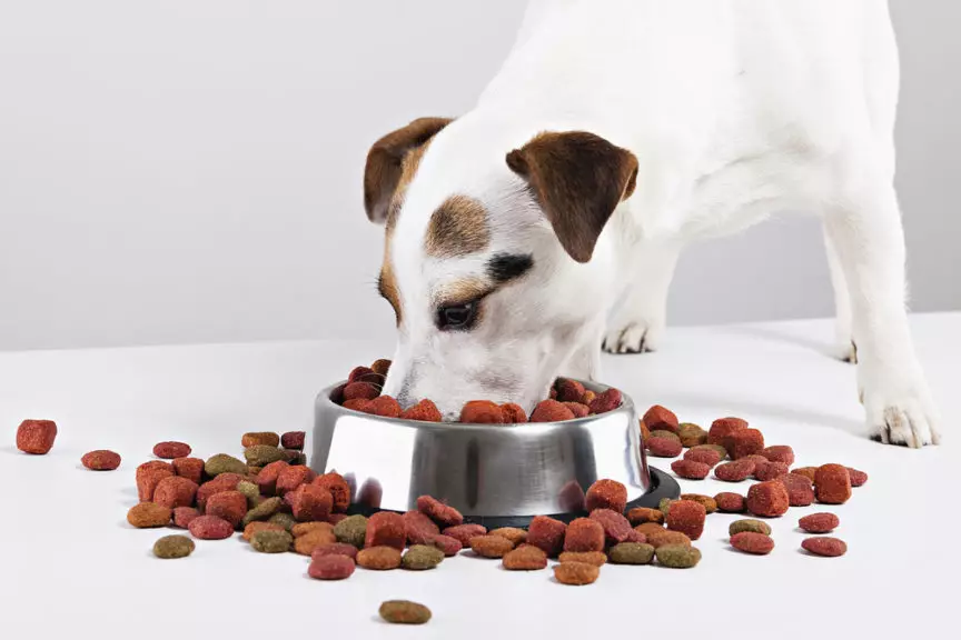 Jack Russell Terrier Broken (22 fotot): villa valguse tüübi funktsioonid, koera sisu 23101_19
