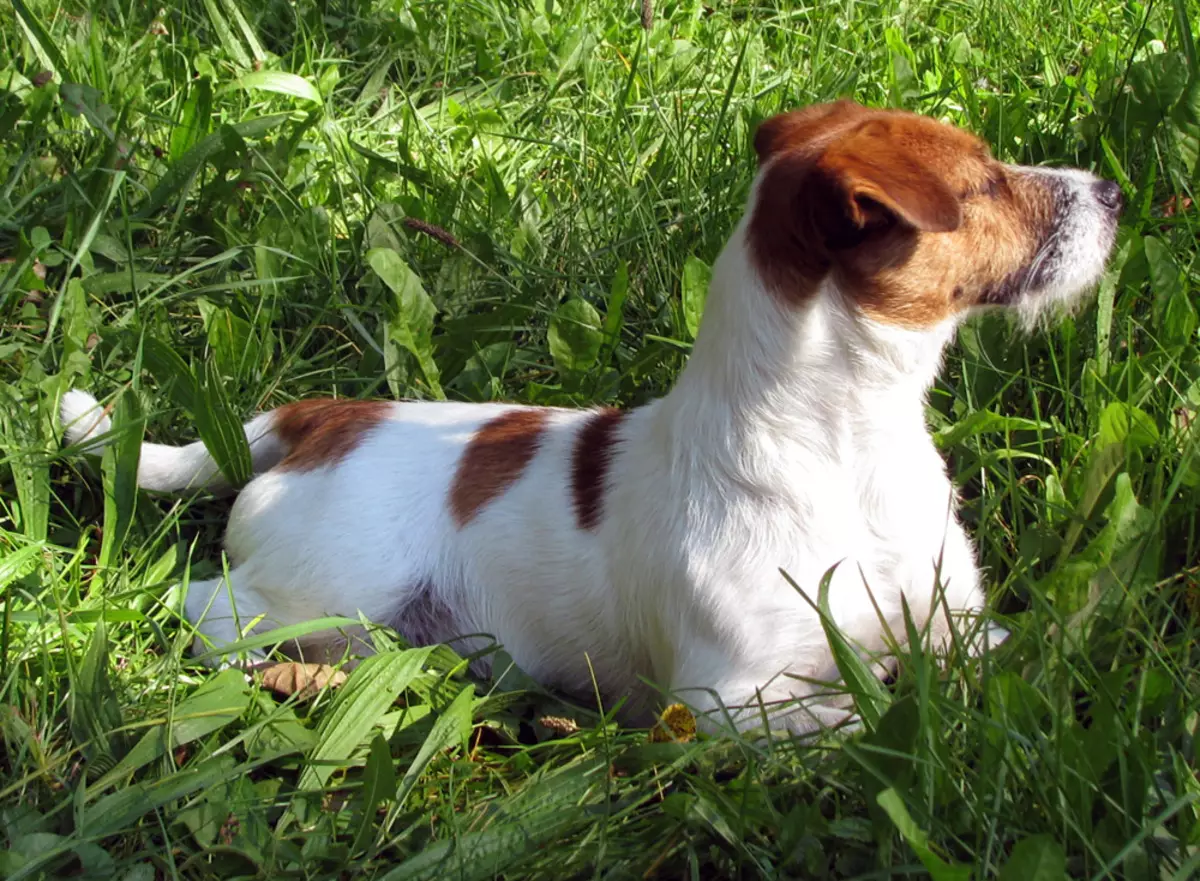 Jack Russell Terrier Broken (22 foto's): Kenmerke van die tipe wol Lig gebreek, hond inhoud 23101_2