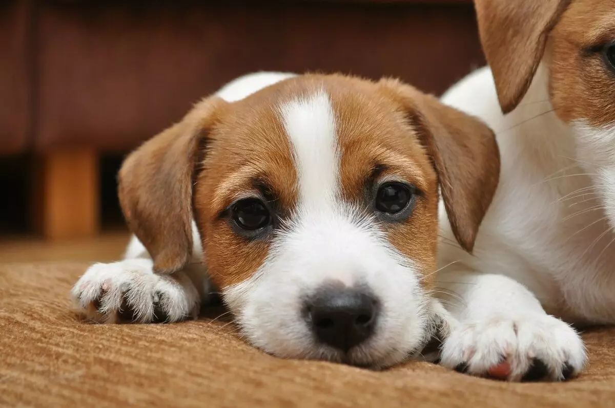 Jack Russell Terrier Broken (22 bilder): Funksjoner av typen ulllys ødelagt, hundinnhold 23101_22