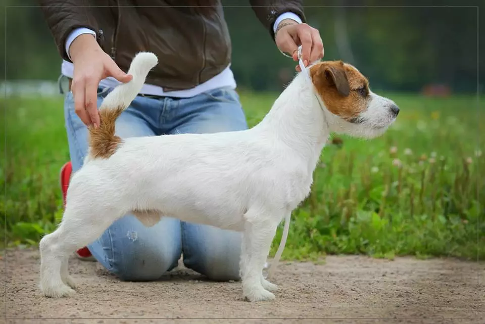 Jack Russell Terrier Broken (22 fotos): Características do tipo de lã luz quebrada, o conteúdo cão 23101_5