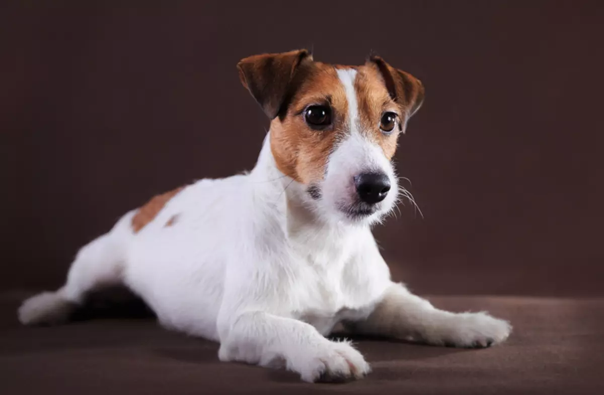 Jack Russell Terrier Sınıq (22 şəkil): Yun işığının növünün xüsusiyyətləri, it tərkibi 23101_7