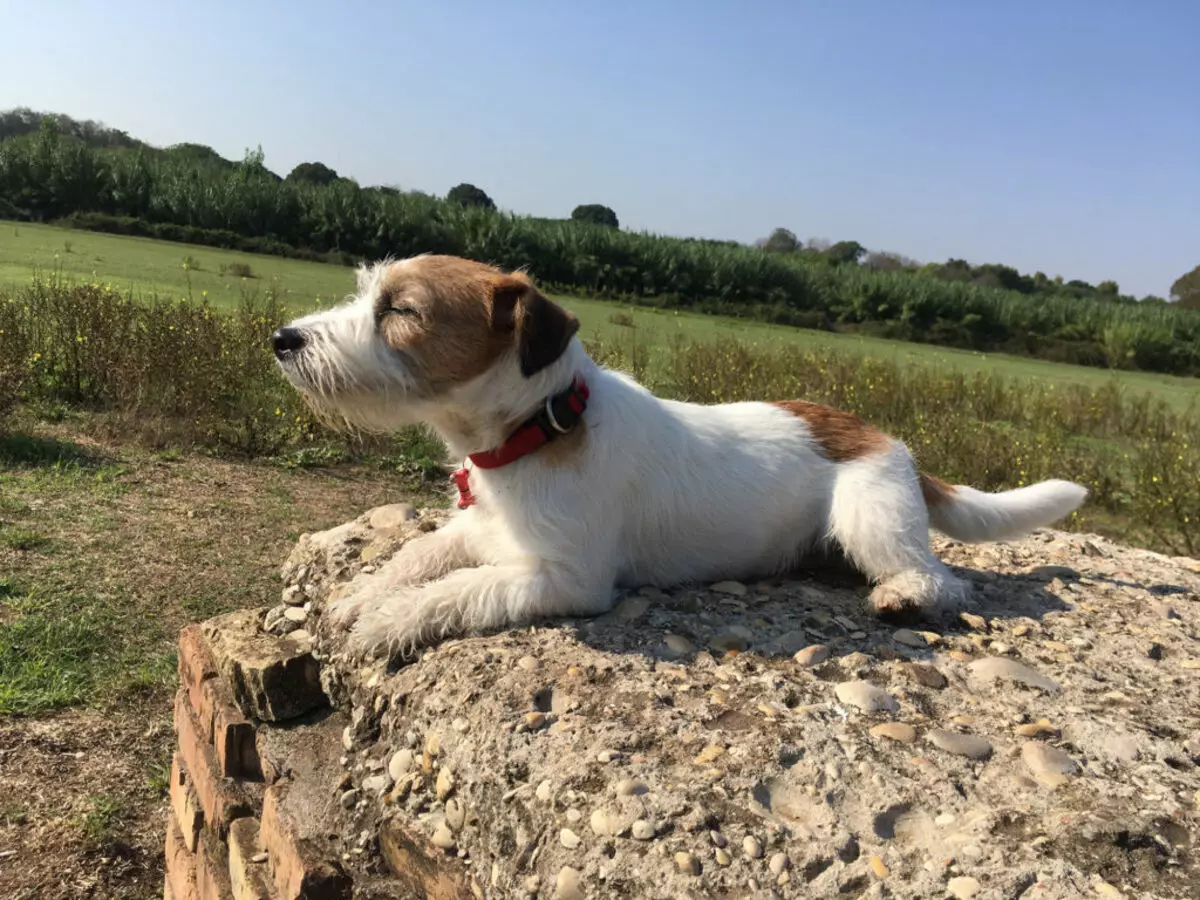 Jack Russell Terrier trasig (22 bilder): Funktioner av typen av ullljus trasig, hundinnehåll 23101_8