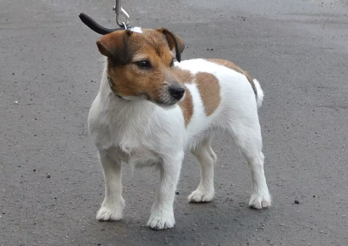 Jack Russell Terrier rotto (22 foto): Caratteristiche del tipo di lana leggero rotto, contenuto del cane 23101_9
