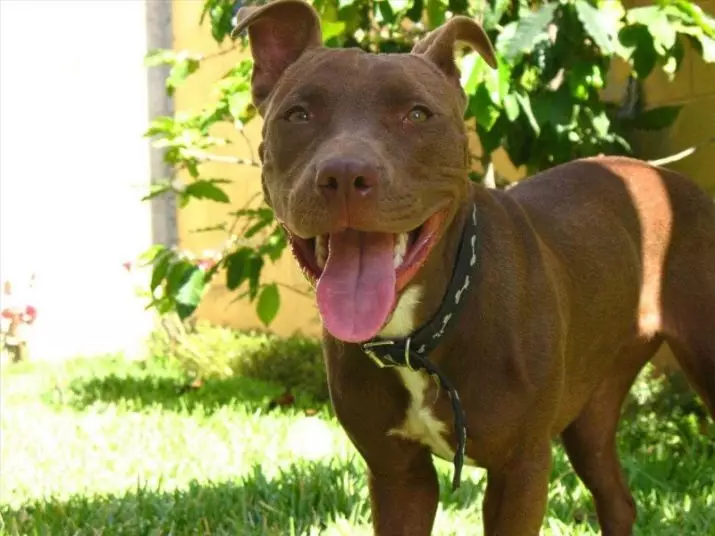 Pitbul (ritratti 116): Razza Deskrizzjoni Amerikana għadma Bull Terrier. L-akbar kelb fid-dinja. Nanu Mini Pitbuli. Ġriewi ta 'kuluri griż u oħrajn 23102_100