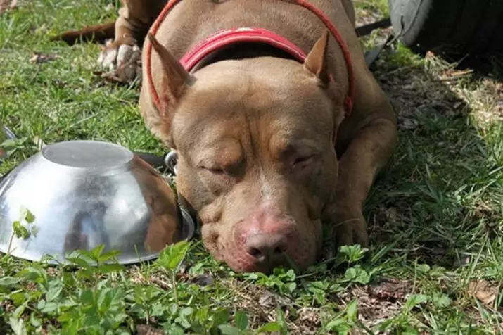 Pitbul (ritratti 116): Razza Deskrizzjoni Amerikana għadma Bull Terrier. L-akbar kelb fid-dinja. Nanu Mini Pitbuli. Ġriewi ta 'kuluri griż u oħrajn 23102_102