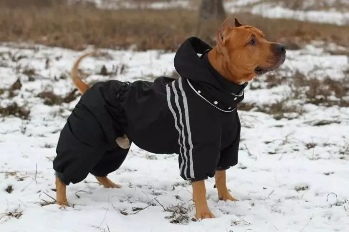 Pitbul (ritratti 116): Razza Deskrizzjoni Amerikana għadma Bull Terrier. L-akbar kelb fid-dinja. Nanu Mini Pitbuli. Ġriewi ta 'kuluri griż u oħrajn 23102_103