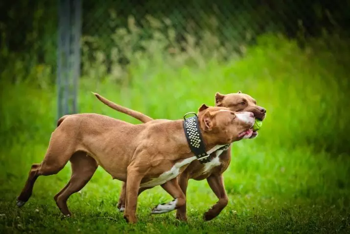 Pitbul (ritratti 116): Razza Deskrizzjoni Amerikana għadma Bull Terrier. L-akbar kelb fid-dinja. Nanu Mini Pitbuli. Ġriewi ta 'kuluri griż u oħrajn 23102_104