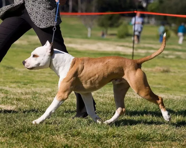 Pitbul (116 снимки): порода Описание American Pit Bull Terrier. Най-голямото куче в света. Джудже Мини Питбули. Кученца от сиви и други цветове 23102_108