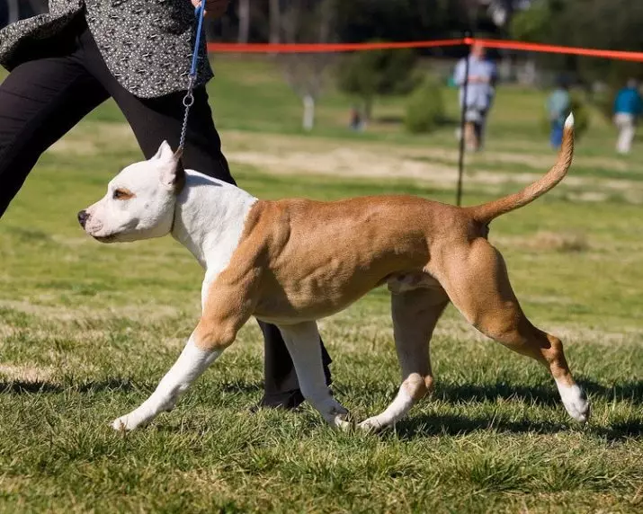 Pitbul (116 slike): pasmina Opis Američki Pit Bul Terijer. Najveći pas na svijetu. Patuljak Mini Pitbuli. Štenci sive i drugih boja 23102_108