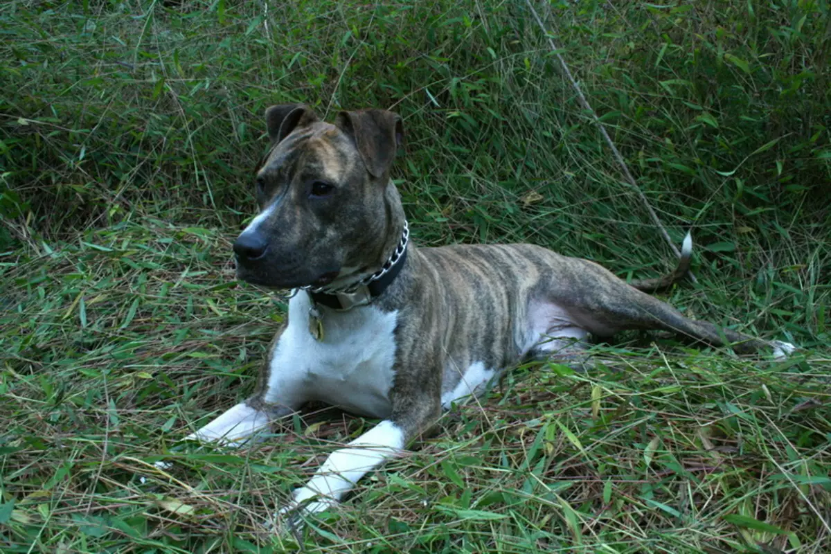 Pitbul (116 снимки): порода Описание American Pit Bull Terrier. Най-голямото куче в света. Джудже Мини Питбули. Кученца от сиви и други цветове 23102_11