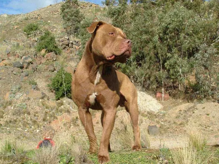 Pitbul (116 снимки): порода Описание American Pit Bull Terrier. Най-голямото куче в света. Джудже Мини Питбули. Кученца от сиви и други цветове 23102_112