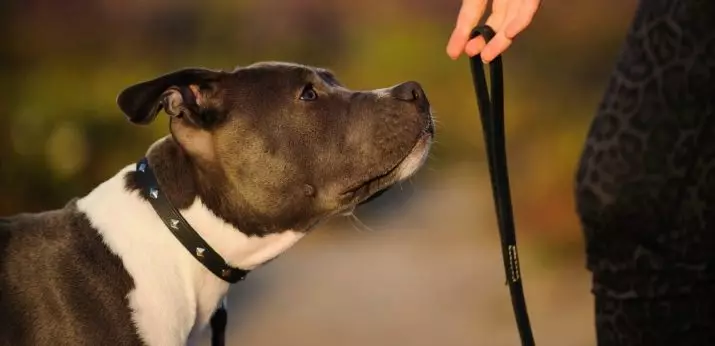 Pitbul (116 slike): pasmina Opis Američki Pit Bul Terijer. Najveći pas na svijetu. Patuljak Mini Pitbuli. Štenci sive i drugih boja 23102_113