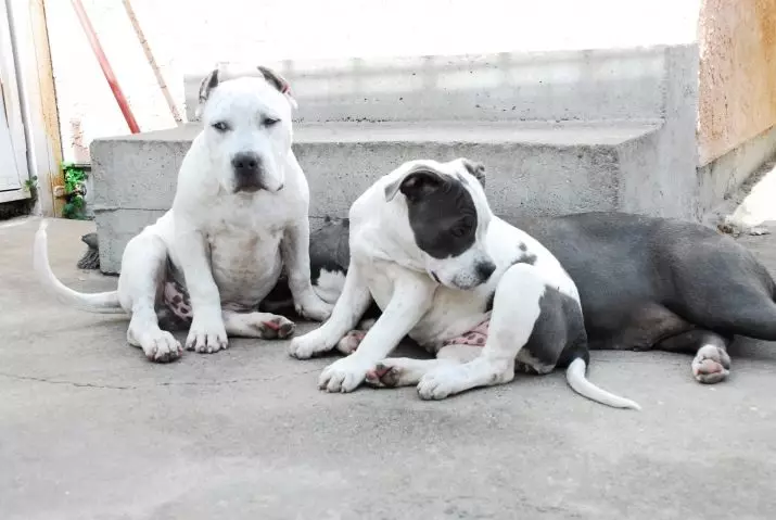 Pitbul (ritratti 116): Razza Deskrizzjoni Amerikana għadma Bull Terrier. L-akbar kelb fid-dinja. Nanu Mini Pitbuli. Ġriewi ta 'kuluri griż u oħrajn 23102_114