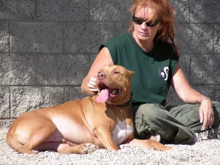 Pitbul (116 снимки): порода Описание American Pit Bull Terrier. Най-голямото куче в света. Джудже Мини Питбули. Кученца от сиви и други цветове 23102_115