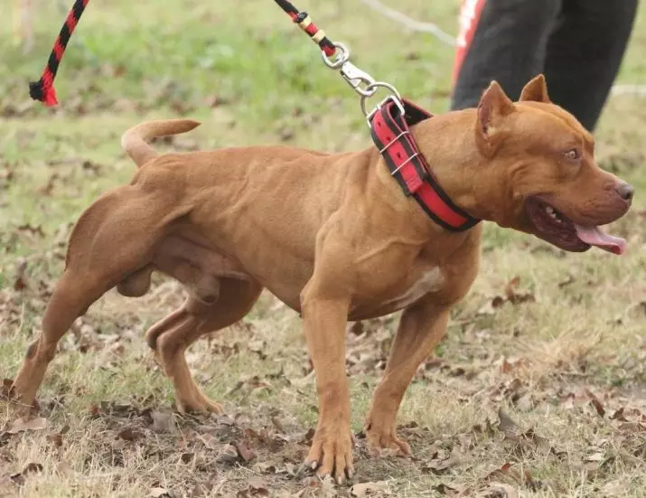 Pitbul (Picha 116): Uhusiano wa Uzazi wa Amerika Pit Bull Terrier. Mbwa kubwa duniani. Ndoa Mini Pitbuli. Vijana wa rangi ya kijivu na rangi nyingine. 23102_116