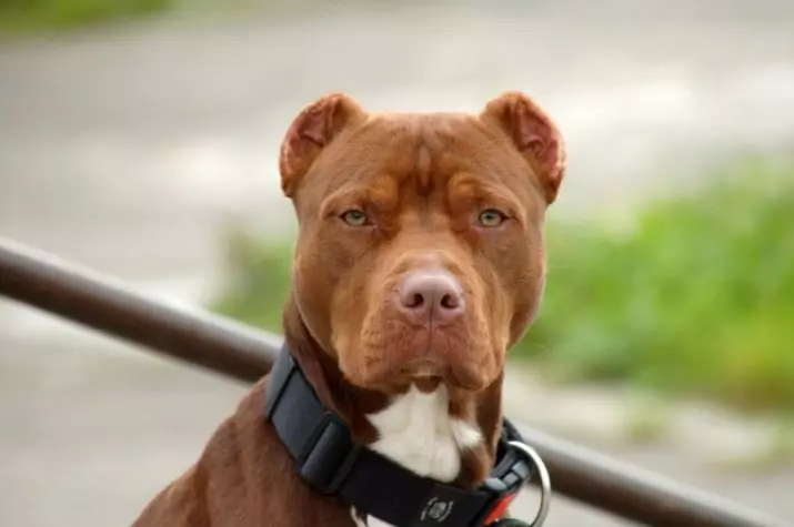 Pitbul (116 снимки): порода Описание American Pit Bull Terrier. Най-голямото куче в света. Джудже Мини Питбули. Кученца от сиви и други цветове 23102_12