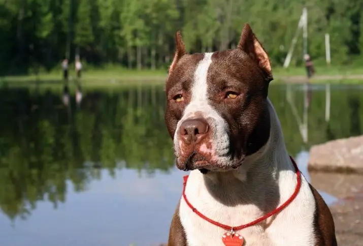 Pitbul (116 снимки): порода Описание American Pit Bull Terrier. Най-голямото куче в света. Джудже Мини Питбули. Кученца от сиви и други цветове 23102_13