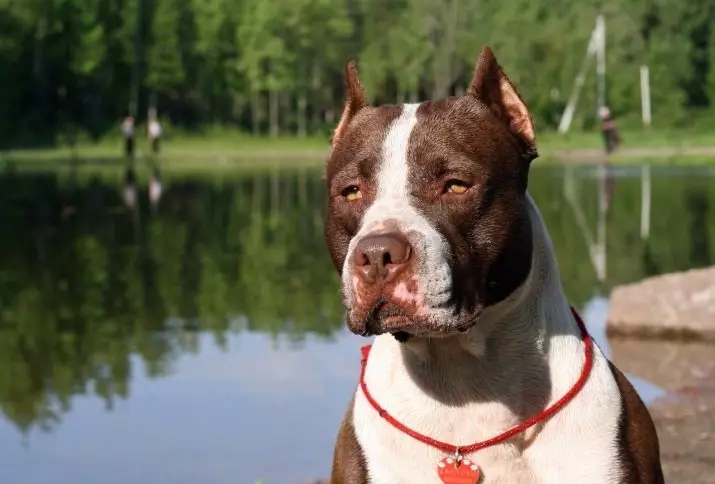 Pitbul (ritratti 116): Razza Deskrizzjoni Amerikana għadma Bull Terrier. L-akbar kelb fid-dinja. Nanu Mini Pitbuli. Ġriewi ta 'kuluri griż u oħrajn 23102_13