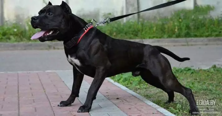 Pitbul (ritratti 116): Razza Deskrizzjoni Amerikana għadma Bull Terrier. L-akbar kelb fid-dinja. Nanu Mini Pitbuli. Ġriewi ta 'kuluri griż u oħrajn 23102_15