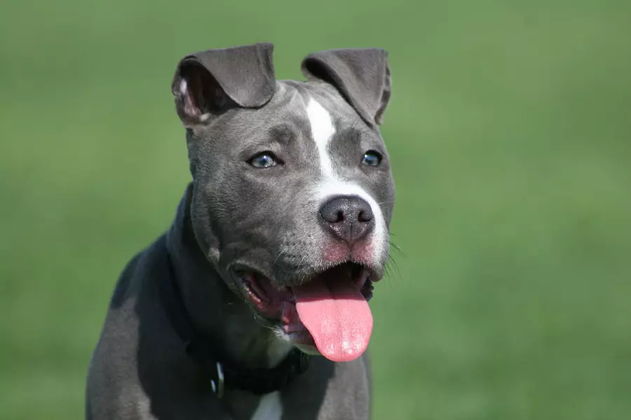 Pitbul (116 снимки): порода Описание American Pit Bull Terrier. Най-голямото куче в света. Джудже Мини Питбули. Кученца от сиви и други цветове 23102_16