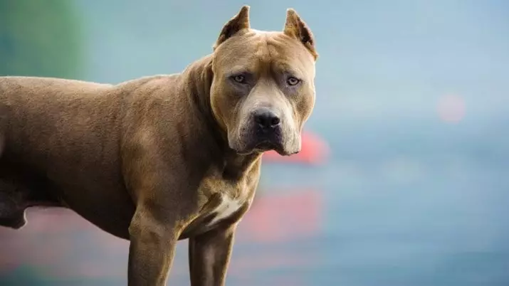 Pitbul (116 снимки): порода Описание American Pit Bull Terrier. Най-голямото куче в света. Джудже Мини Питбули. Кученца от сиви и други цветове 23102_18