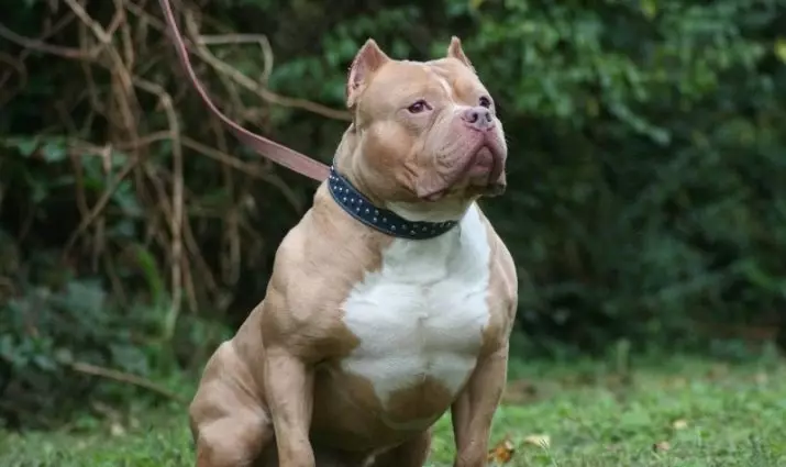 Pitbul (116 снимки): порода Описание American Pit Bull Terrier. Най-голямото куче в света. Джудже Мини Питбули. Кученца от сиви и други цветове 23102_19