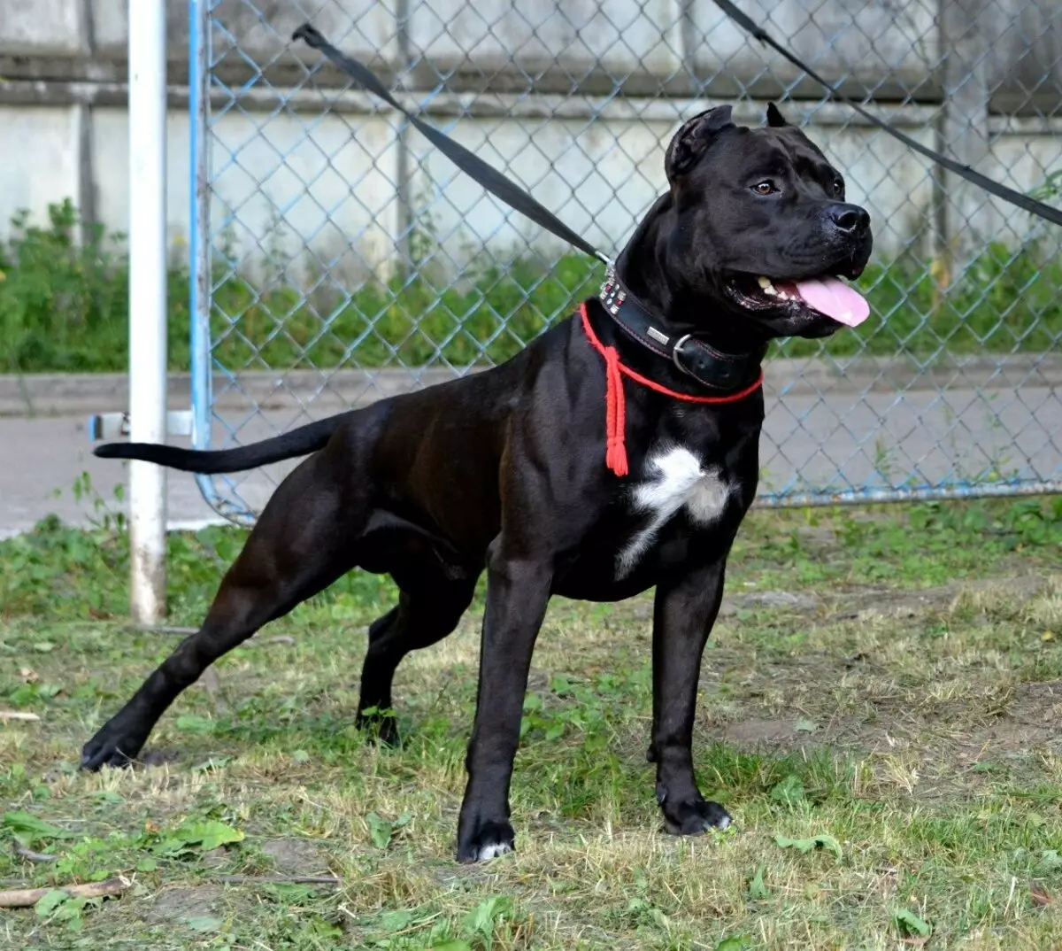 Pitbul (ritratti 116): Razza Deskrizzjoni Amerikana għadma Bull Terrier. L-akbar kelb fid-dinja. Nanu Mini Pitbuli. Ġriewi ta 'kuluri griż u oħrajn 23102_2