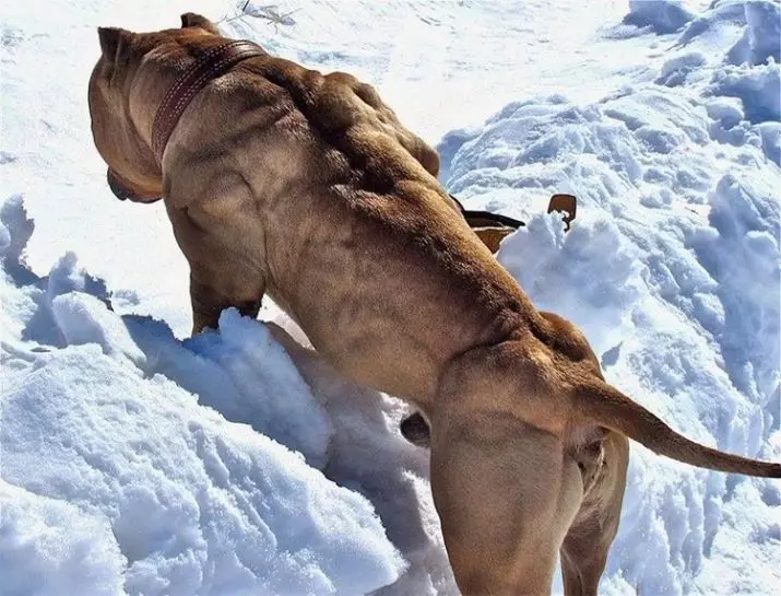 पिटबुल (116 फोटो): प्रजनन वर्णन अमेरिकन पिट बुल टेरियर. जगातील सर्वात मोठा कुत्रा. बौने मिनी पिटबुलि. राखाडी आणि इतर रंग पिल्ले 23102_20