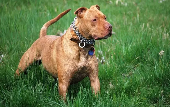 Pitbul (116 снимки): порода Описание American Pit Bull Terrier. Най-голямото куче в света. Джудже Мини Питбули. Кученца от сиви и други цветове 23102_21