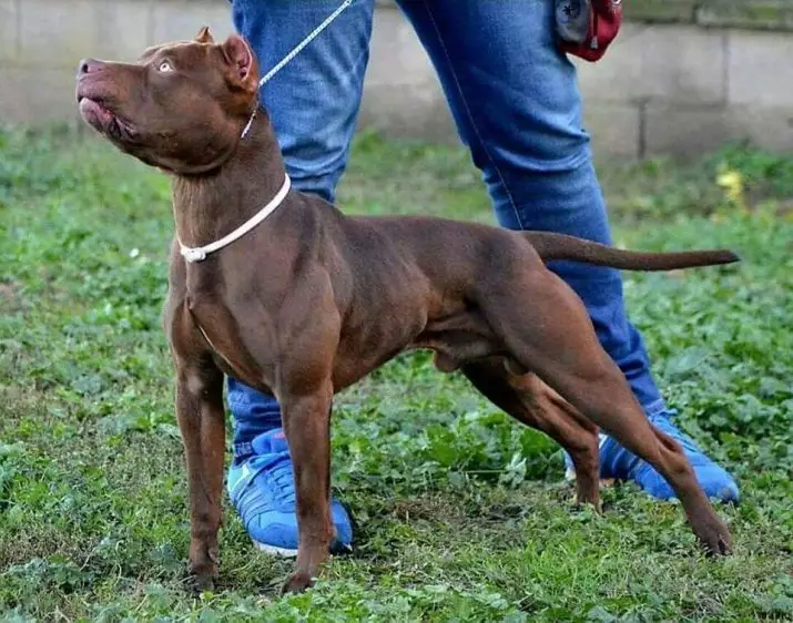 Pitbul (116 снимки): порода Описание American Pit Bull Terrier. Най-голямото куче в света. Джудже Мини Питбули. Кученца от сиви и други цветове 23102_22