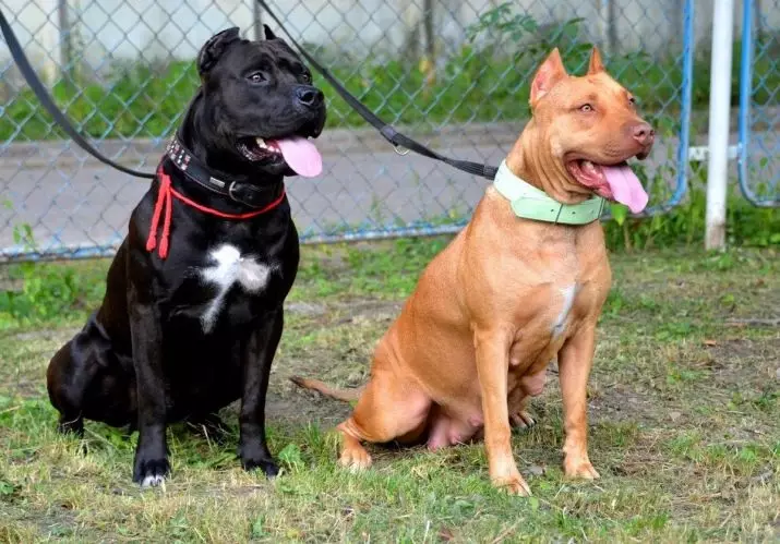 Pitbul (ritratti 116): Razza Deskrizzjoni Amerikana għadma Bull Terrier. L-akbar kelb fid-dinja. Nanu Mini Pitbuli. Ġriewi ta 'kuluri griż u oħrajn 23102_23