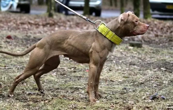 Pitbul (116 снимки): порода Описание American Pit Bull Terrier. Най-голямото куче в света. Джудже Мини Питбули. Кученца от сиви и други цветове 23102_25