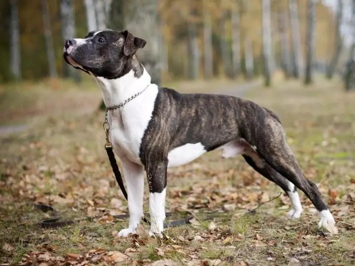 Pitbul (ritratti 116): Razza Deskrizzjoni Amerikana għadma Bull Terrier. L-akbar kelb fid-dinja. Nanu Mini Pitbuli. Ġriewi ta 'kuluri griż u oħrajn 23102_26