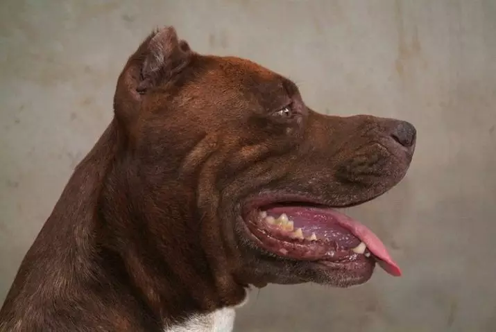 Pitbul (116 снимки): порода Описание American Pit Bull Terrier. Най-голямото куче в света. Джудже Мини Питбули. Кученца от сиви и други цветове 23102_27