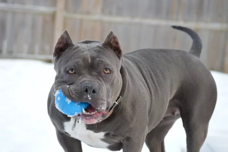 Pitbul (ritratti 116): Razza Deskrizzjoni Amerikana għadma Bull Terrier. L-akbar kelb fid-dinja. Nanu Mini Pitbuli. Ġriewi ta 'kuluri griż u oħrajn 23102_29