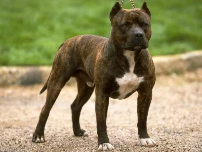 Pitbul (116 снимки): порода Описание American Pit Bull Terrier. Най-голямото куче в света. Джудже Мини Питбули. Кученца от сиви и други цветове 23102_3