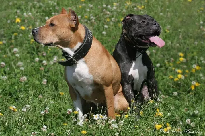 Pitbul (ritratti 116): Razza Deskrizzjoni Amerikana għadma Bull Terrier. L-akbar kelb fid-dinja. Nanu Mini Pitbuli. Ġriewi ta 'kuluri griż u oħrajn 23102_32