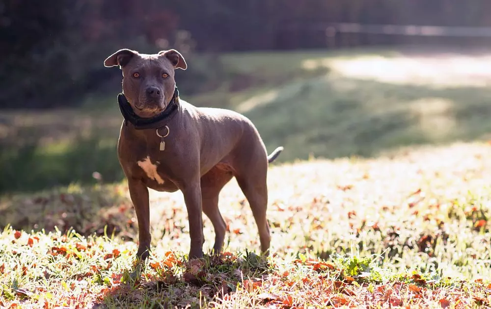 Pitbul (116 снимки): порода Описание American Pit Bull Terrier. Най-голямото куче в света. Джудже Мини Питбули. Кученца от сиви и други цветове 23102_35