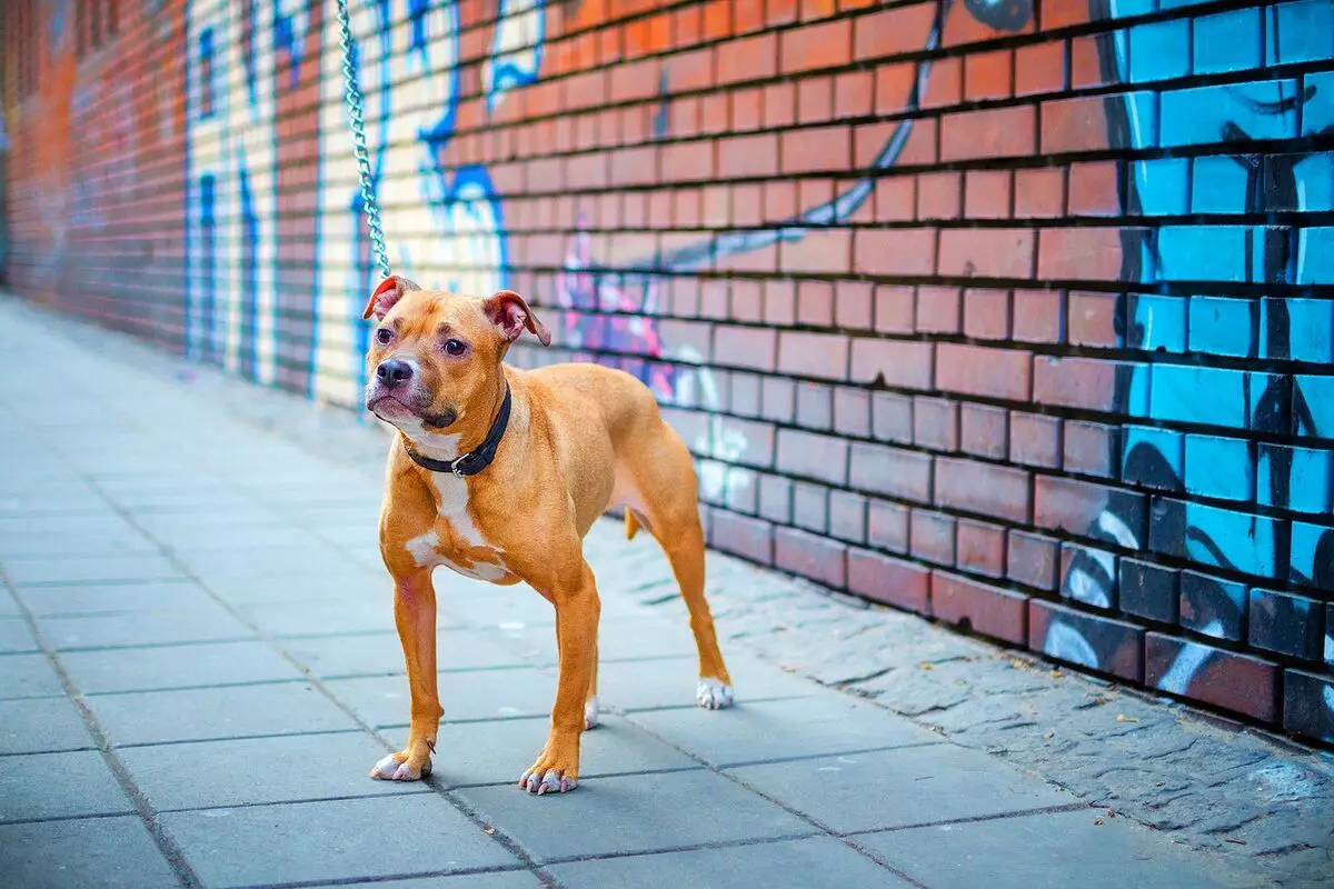 Pitbul (116 снимки): порода Описание American Pit Bull Terrier. Най-голямото куче в света. Джудже Мини Питбули. Кученца от сиви и други цветове 23102_36