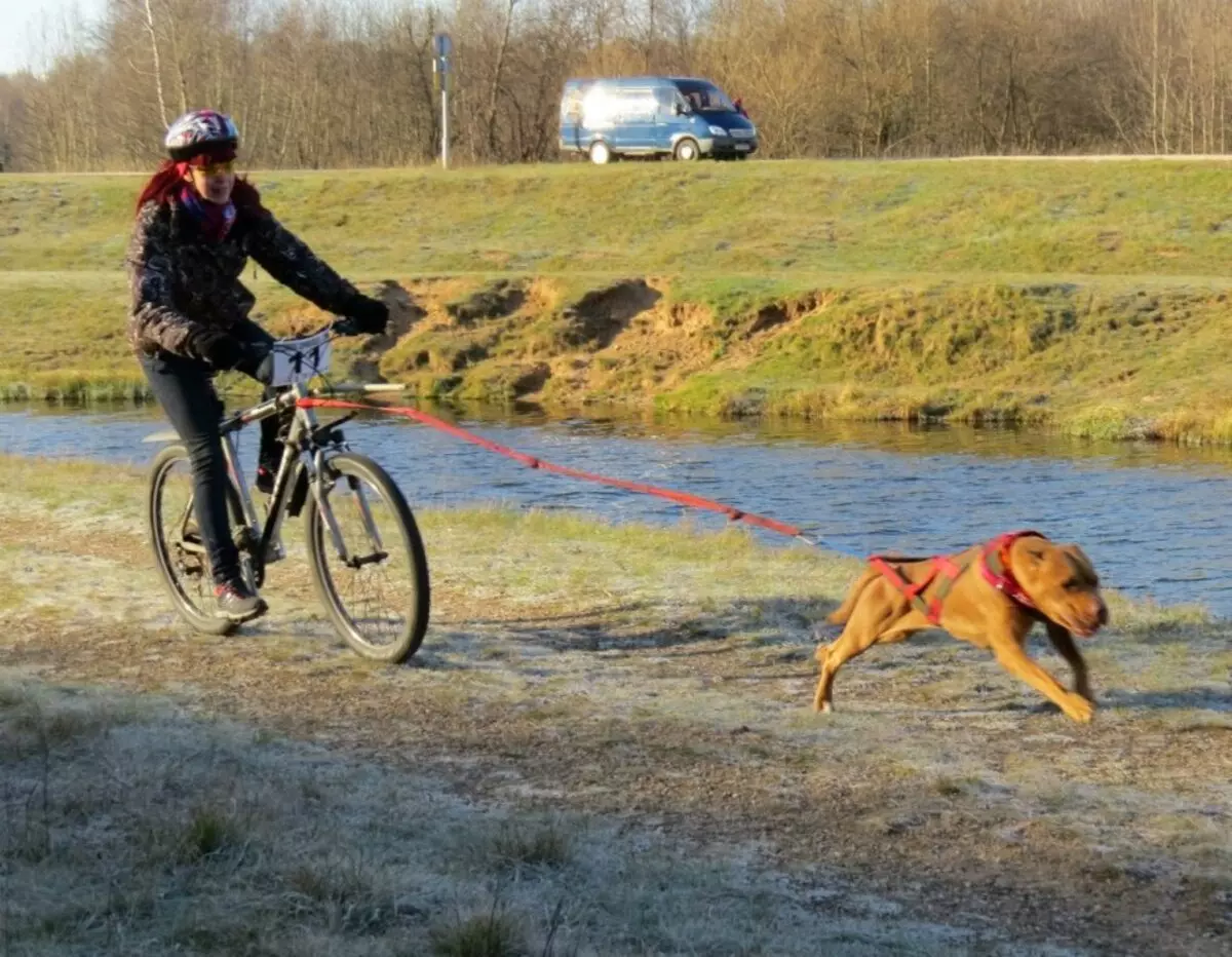 Pitbul (Picha 116): Uhusiano wa Uzazi wa Amerika Pit Bull Terrier. Mbwa kubwa duniani. Ndoa Mini Pitbuli. Vijana wa rangi ya kijivu na rangi nyingine. 23102_37