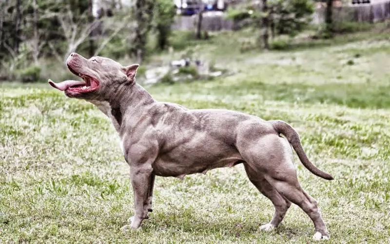 Pitbul (ritratti 116): Razza Deskrizzjoni Amerikana għadma Bull Terrier. L-akbar kelb fid-dinja. Nanu Mini Pitbuli. Ġriewi ta 'kuluri griż u oħrajn 23102_4