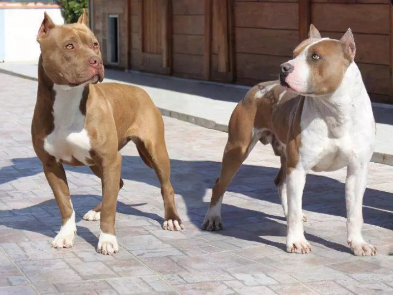 Pitbul (Picha 116): Uhusiano wa Uzazi wa Amerika Pit Bull Terrier. Mbwa kubwa duniani. Ndoa Mini Pitbuli. Vijana wa rangi ya kijivu na rangi nyingine. 23102_40