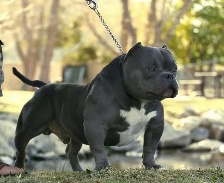 Pitbul (116 снимки): порода Описание American Pit Bull Terrier. Най-голямото куче в света. Джудже Мини Питбули. Кученца от сиви и други цветове 23102_43