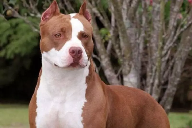 Pitbul (116 снимки): порода Описание American Pit Bull Terrier. Най-голямото куче в света. Джудже Мини Питбули. Кученца от сиви и други цветове 23102_44