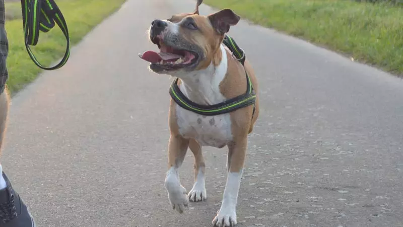 Pitbul (116 снимки): порода Описание American Pit Bull Terrier. Най-голямото куче в света. Джудже Мини Питбули. Кученца от сиви и други цветове 23102_45