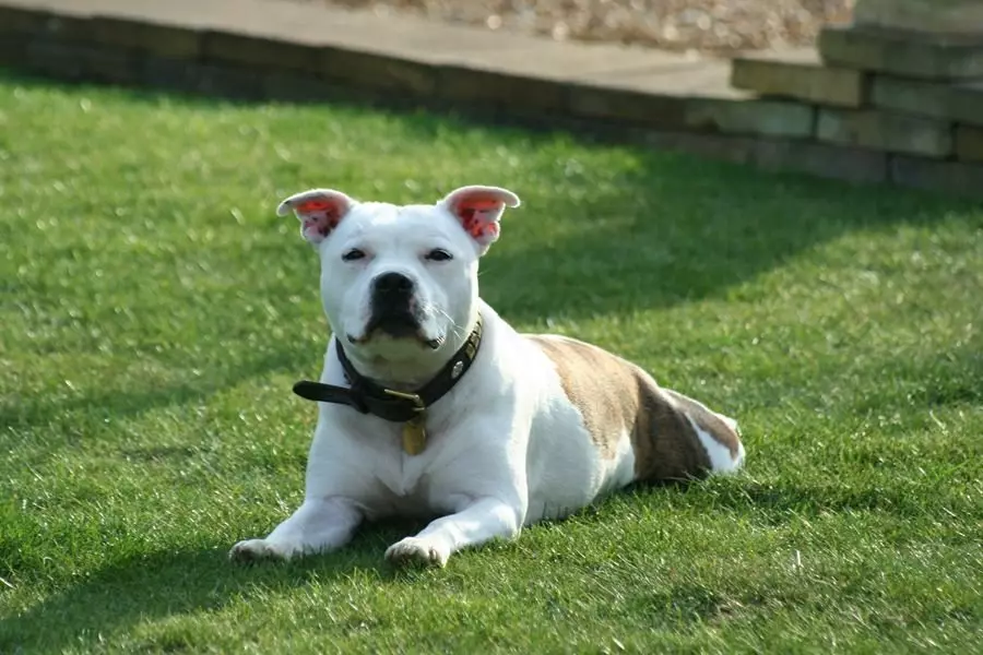 Pitbul (ritratti 116): Razza Deskrizzjoni Amerikana għadma Bull Terrier. L-akbar kelb fid-dinja. Nanu Mini Pitbuli. Ġriewi ta 'kuluri griż u oħrajn 23102_46