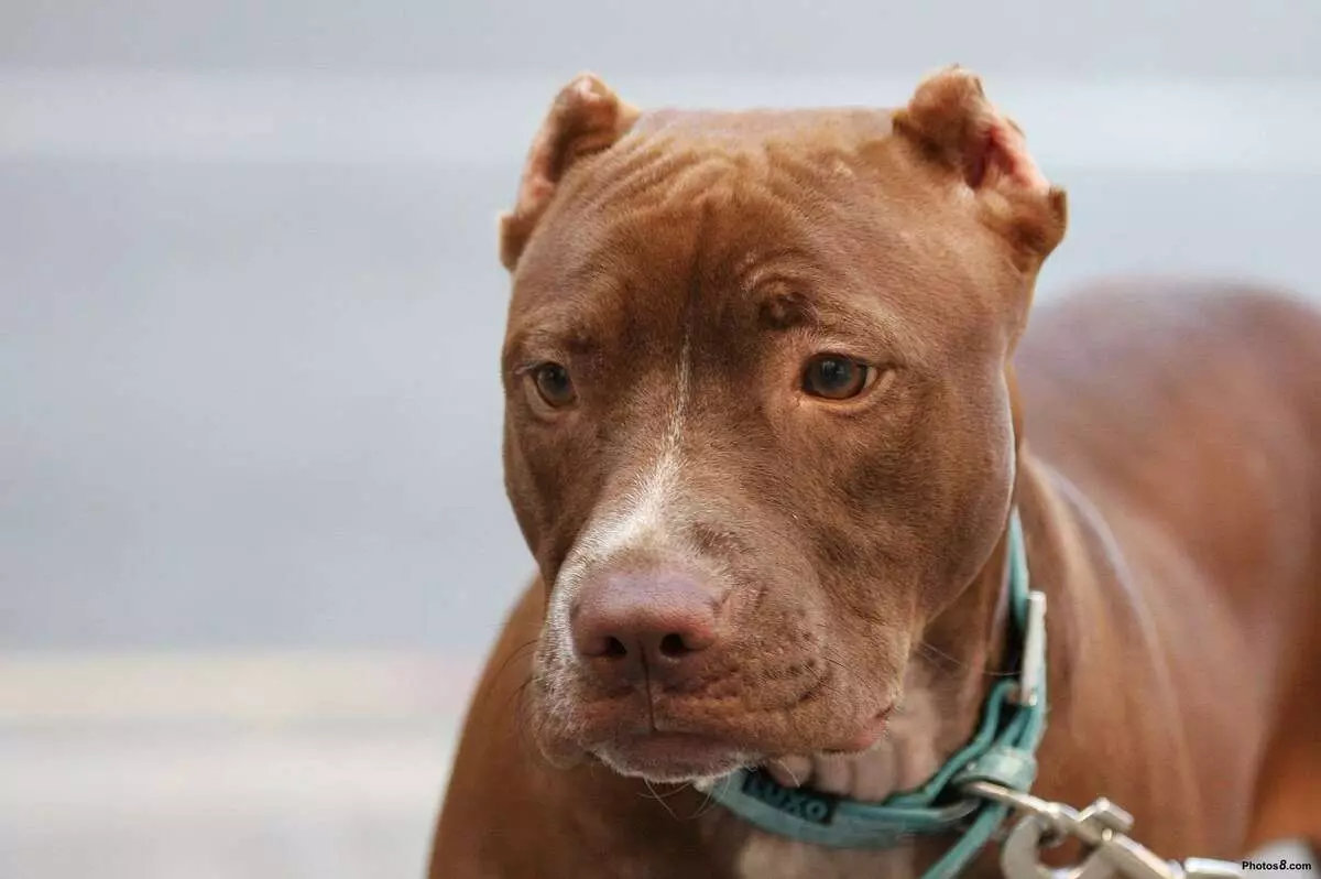 Pitbul (116 снимки): порода Описание American Pit Bull Terrier. Най-голямото куче в света. Джудже Мини Питбули. Кученца от сиви и други цветове 23102_47