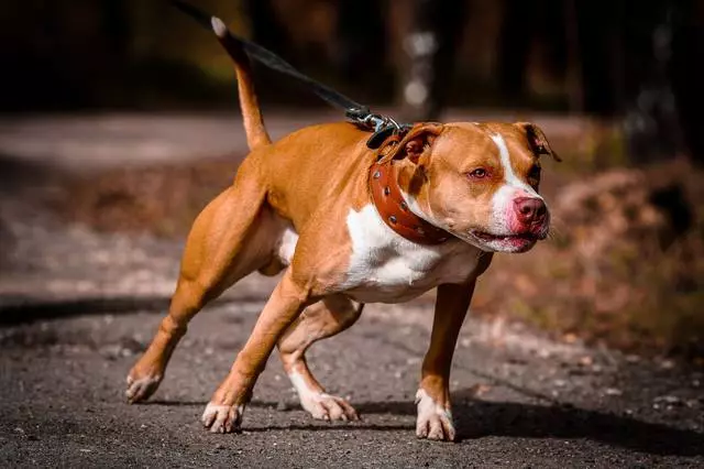 Pitbul (ritratti 116): Razza Deskrizzjoni Amerikana għadma Bull Terrier. L-akbar kelb fid-dinja. Nanu Mini Pitbuli. Ġriewi ta 'kuluri griż u oħrajn 23102_49