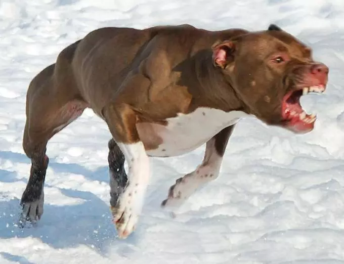 Pitbul (116 снимки): порода Описание American Pit Bull Terrier. Най-голямото куче в света. Джудже Мини Питбули. Кученца от сиви и други цветове 23102_5